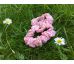 Scrunchies gumička kvietky na ružovej, mini
